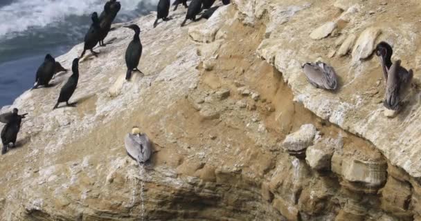 Pelicano Castanho Pelecanus Occidentalis Com Corvos Marinhos — Vídeo de Stock