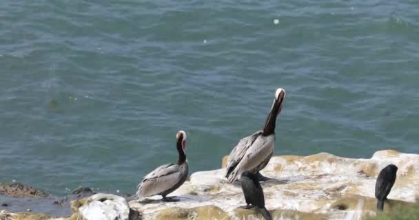 Pelicano Castanho Pelecanus Occidentalis Descansando — Vídeo de Stock