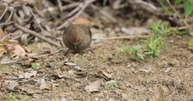 California Towhee, Melozone Krizsalis, 4K 'da.