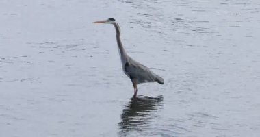 Büyük Mavi Balıkçıl, Ardea kahramanları, ayakta 4K