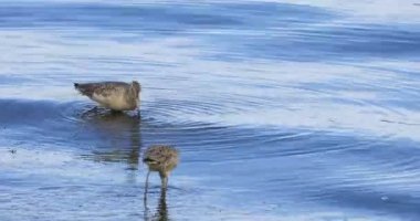 Bir çift Marble Godwit, Limosa fedoa, 4K besleniyor.