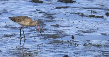 Marled Godwit, Limosa fedoa, 4K plajında besleniyor.