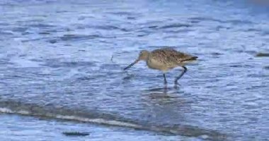 Marled Godwit, Limosa fedoa, 4K besleniyor.