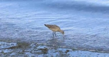 Tek Mermer Godwit, Limosa fedoa, 4K