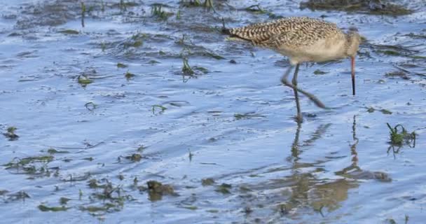 해안에서 먹이를 Limosa Fedoa Marbled Bowt — 비디오