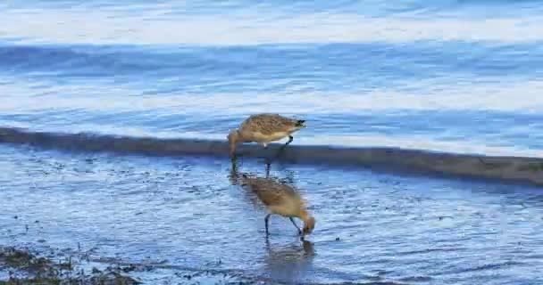 Bir Çift Marble Godwit Limosa Fedoa — Stok video