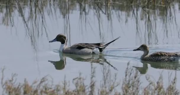 Pareja Pintail Del Norte Anas Acuta Natación — Vídeos de Stock