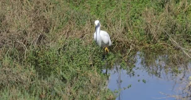 Snowy Egret Egretta Thula Vadászat Mocsárban — Stock videók