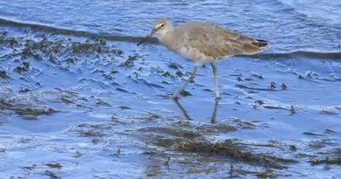 Willet, Tringa Semipalmata, 4K plajında besleniyor.