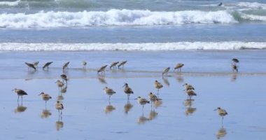 Willets sürüsü, Tringa Semipalmata, okyanus kıyısında 4K