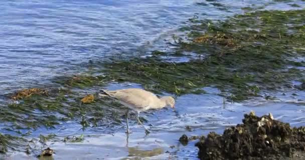 Willet Tringa Semipalmata 以4K海岸为食 — 图库视频影像