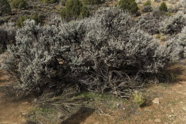 Büyük Sagebrush, Artemisia tridentata, kurak bölgelerde bulunur.