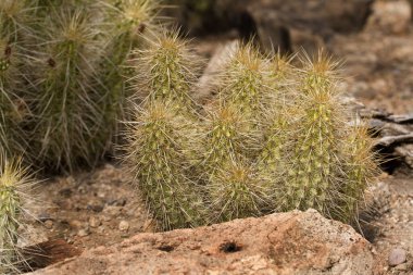 Altın kirpi, Echinocactus grusonii, nadir bulunan bir kaktüs.