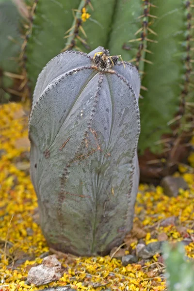 Ένας Δικτάτορας Mitre Cactus Astrophytum Myriostigma — Φωτογραφία Αρχείου