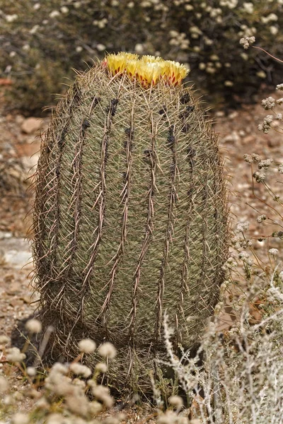 Άποψη Της Καλιφόρνια Barrel Cactus — Φωτογραφία Αρχείου