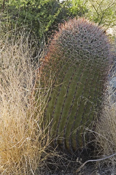 Barrel Cactus Sonora Desert — Stock Photo, Image