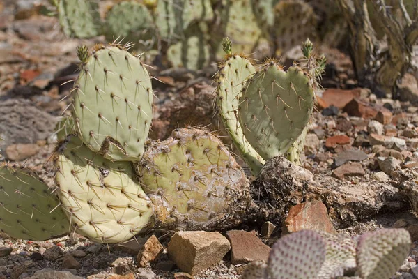 View Beaver Tail Cactus Opuntia Basilaris Pricklypear Species — Stock Photo, Image