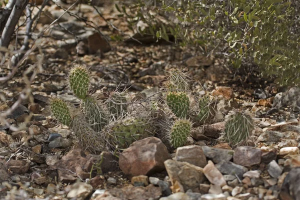 Una Vista Del Cactus Pera Espinosa Puercoespín —  Fotos de Stock