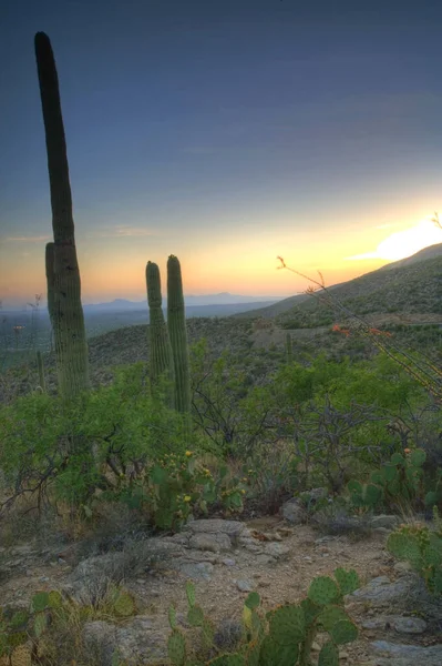 A Saguaro Cactus viewed at sunset