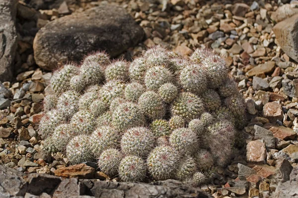 Uma Vista Pincushion Cactus Mammillaria Standleyi — Fotografia de Stock