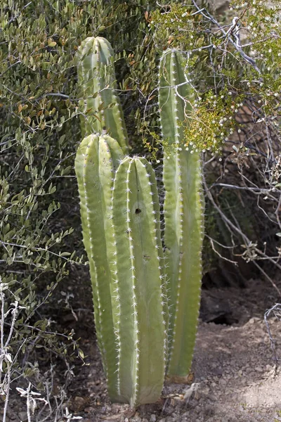 Σκηνή Του Senita Cactus Pachycereus Schottii — Φωτογραφία Αρχείου