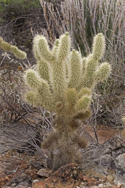 Ein Blick Auf Teddybär Cholla Opuntia Bigelovii — Stockfoto