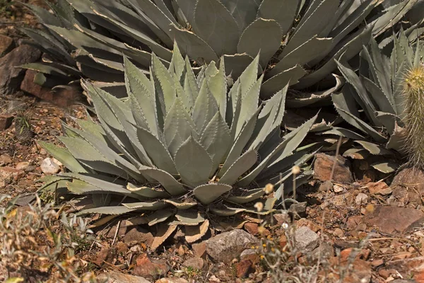 Pohled Huachuca Agave Agave Parryi Var Huachucensis — Stock fotografie