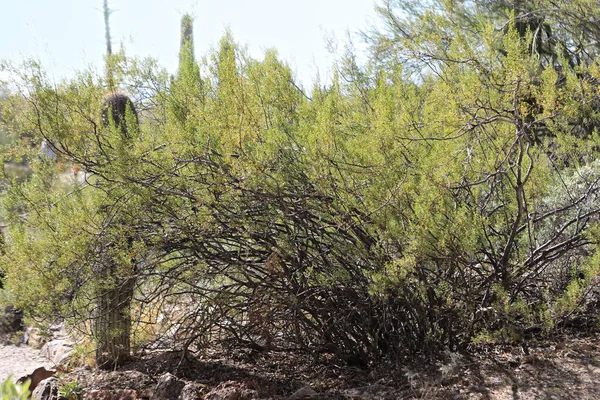 乾燥した地域で発見されたCreosote Bush Larrea Tridentata — ストック写真