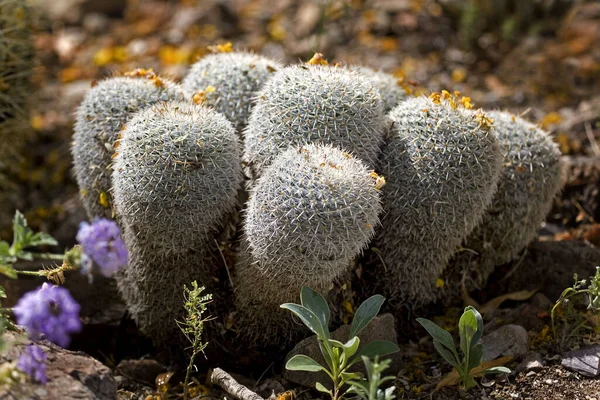 Klaster Pincushion Kaktus Pustyni Sonoran — Zdjęcie stockowe