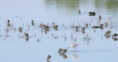 American Avocet, Recurvirostra americana, Dowitchers 4K ile yürüyor.