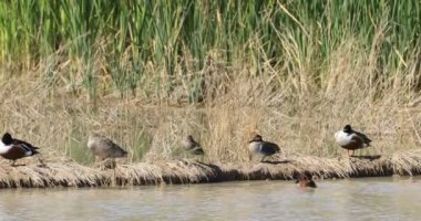 Yeşil kanatlı Teal, Anas carolinensis ve Cinnamon Teal, Anas siyanoptera 4K