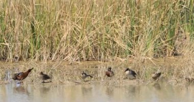 Yeşil kanatlı Teal, Tarçın Teal ile Anas carolinensis, Anas siyanoptera 4K