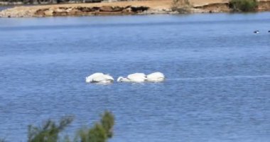 Beyaz Pelikan, Pelecanus erythrorhynchos, grup beslenmesi 4K
