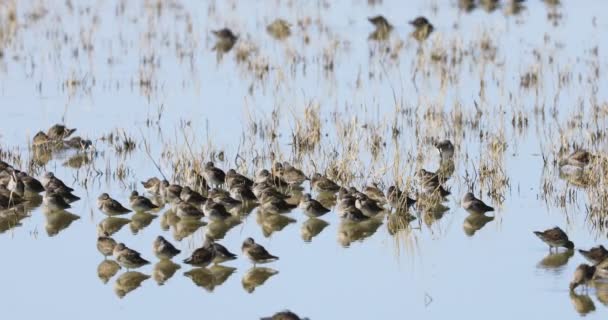 Dowitchers Espécie Limnodromus Alimentando Zonas Húmidas — Vídeo de Stock