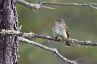 Bir Elder Flycatcher, Empidonax alnorum, dal üzerine tünemiş.