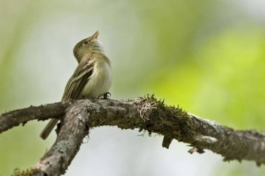 Bir Acadian sinekkapanı, Empidonax virescens ağaçta şarkı söylüyor