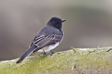Siyah bir Phoebe, Sayornis Nigricans, geriye bakıyor