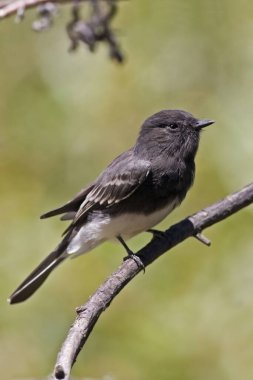 Siyah Phoebe Dikey, Sayornis Nigricans, dal üzerine tünemiş