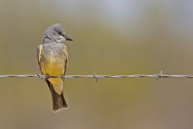Bir Cassins Kingbird, Tyrannus vociferans, tel üzerine tünemiş