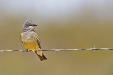 Dikenli tellere tüneyen bir Cassin Kingbird, Tyrannus vociferanları
