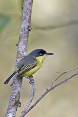 Bir Yaygın Tody-Flycatcher, Todirostrum Cinereum