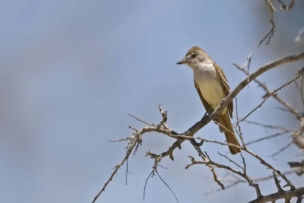 Flycatcher Ash Throated Myiarchus Cinerascens Árvore — Fotografia de Stock