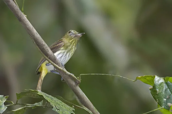 Átila Brilhante Rumped Attila Spadiceus Poleiro — Fotografia de Stock