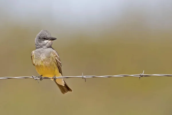 Ein Kassins Eisvogel Tyrannus Vociferans Hockt Auf Stacheldraht — Stockfoto