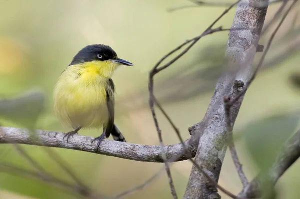 Μια Κοινή Tody Flycatcher Todirostrum Cinereum Σκαρφαλωμένη — Φωτογραφία Αρχείου