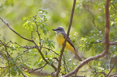 Bir kanepenin Kingbird 'ü, Tyrannus couchii, ağaca tünemiş.