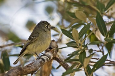Bir Cordilleran sinekkapanı, Empidonax occidentalis, ağaca tünemiş.