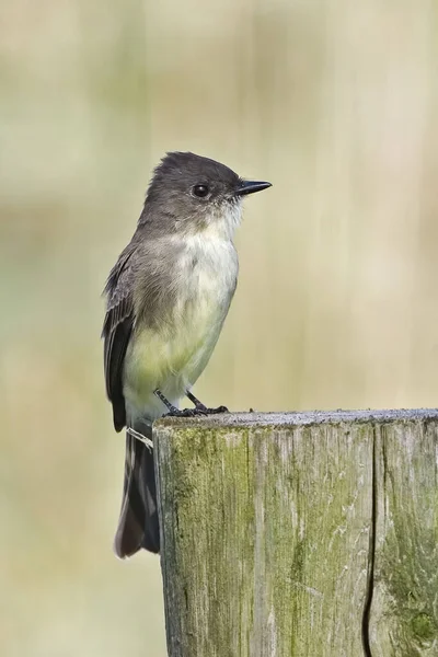 Vertical Phoebe Oriental Phoebe Sayornis Empoleirado Borne — Fotografia de Stock