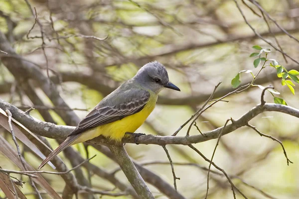 Bir Kanepenin Kingbird Tyrannus Couchii Dal Üzerine Tünemiş — Stok fotoğraf