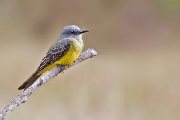 Ένα Τροπικό Kingbird Tyrannus Melancholicus Σκαρφαλωμένο — Φωτογραφία Αρχείου